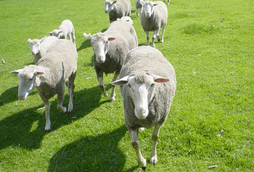 sheep